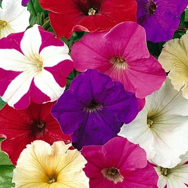 homeagro - Petunia Mixed Flower ( 50 Seeds )