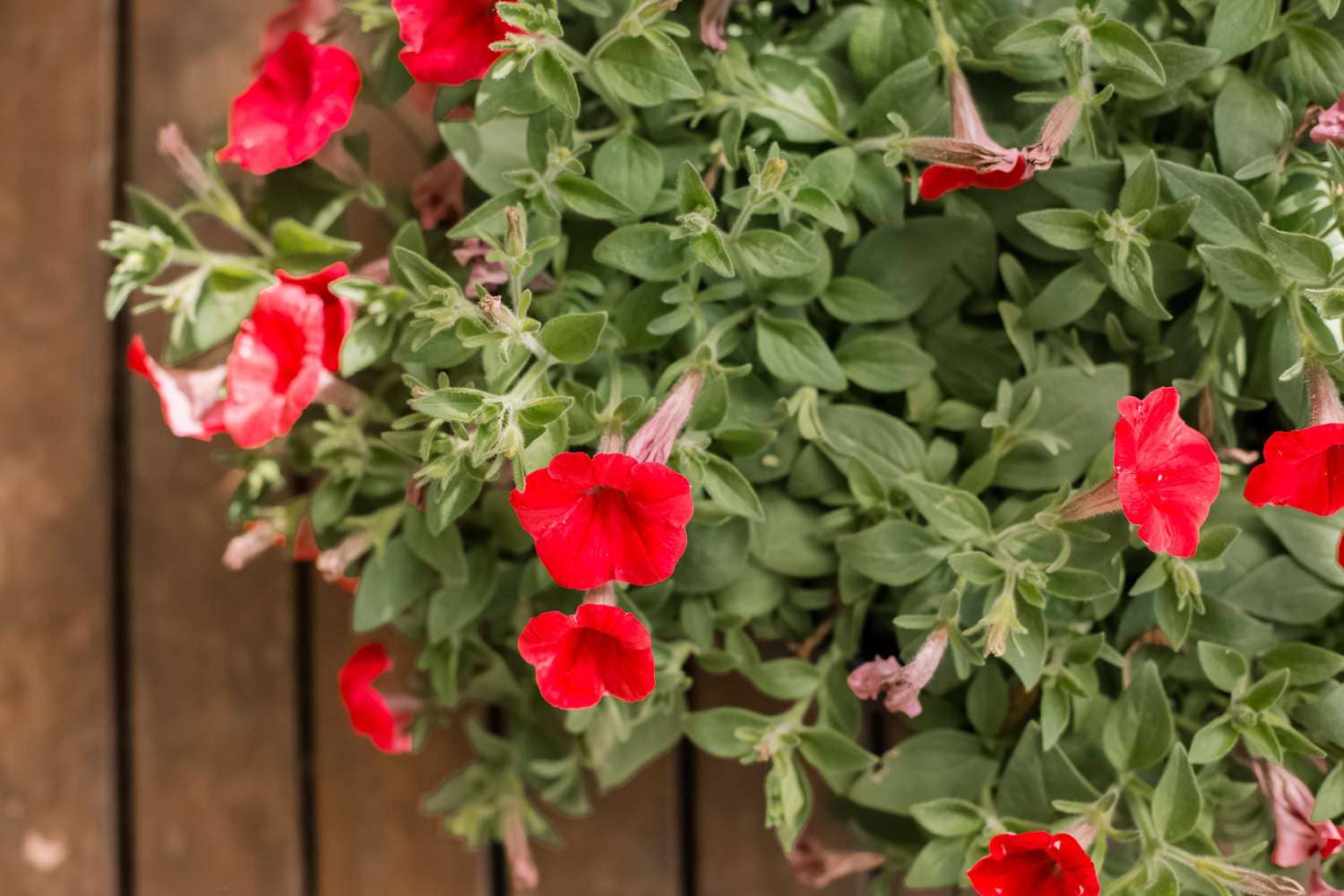 homeagro - Petunia Mixed Flower ( 50 Seeds )