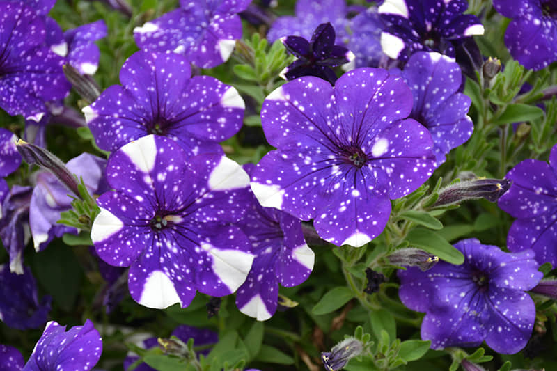 homeagro - Petunia Mixed Flower ( 50 Seeds )