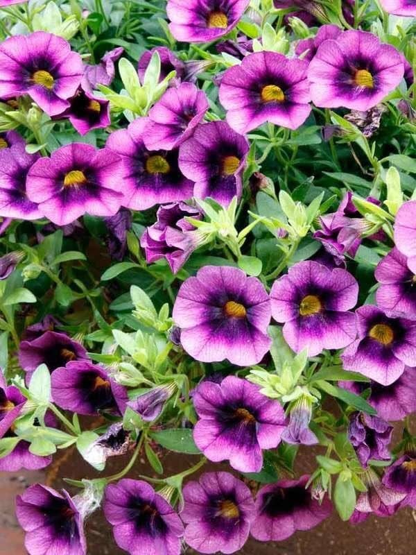 homeagro - Petunia Mixed Flower ( 50 Seeds )
