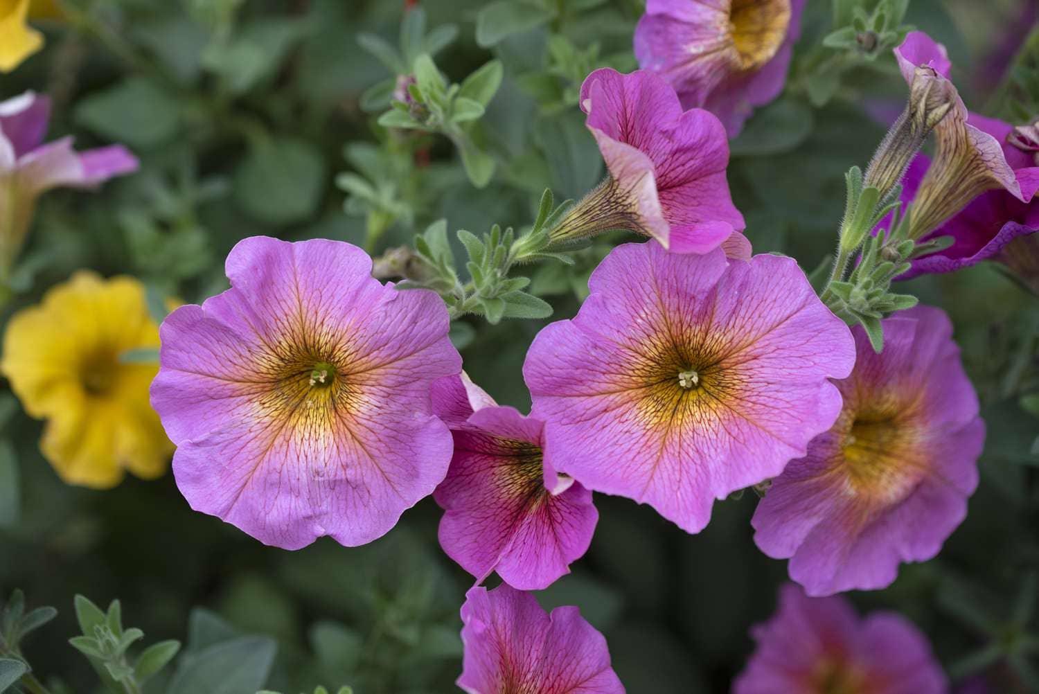 homeagro - Petunia Mixed Flower ( 50 Seeds )