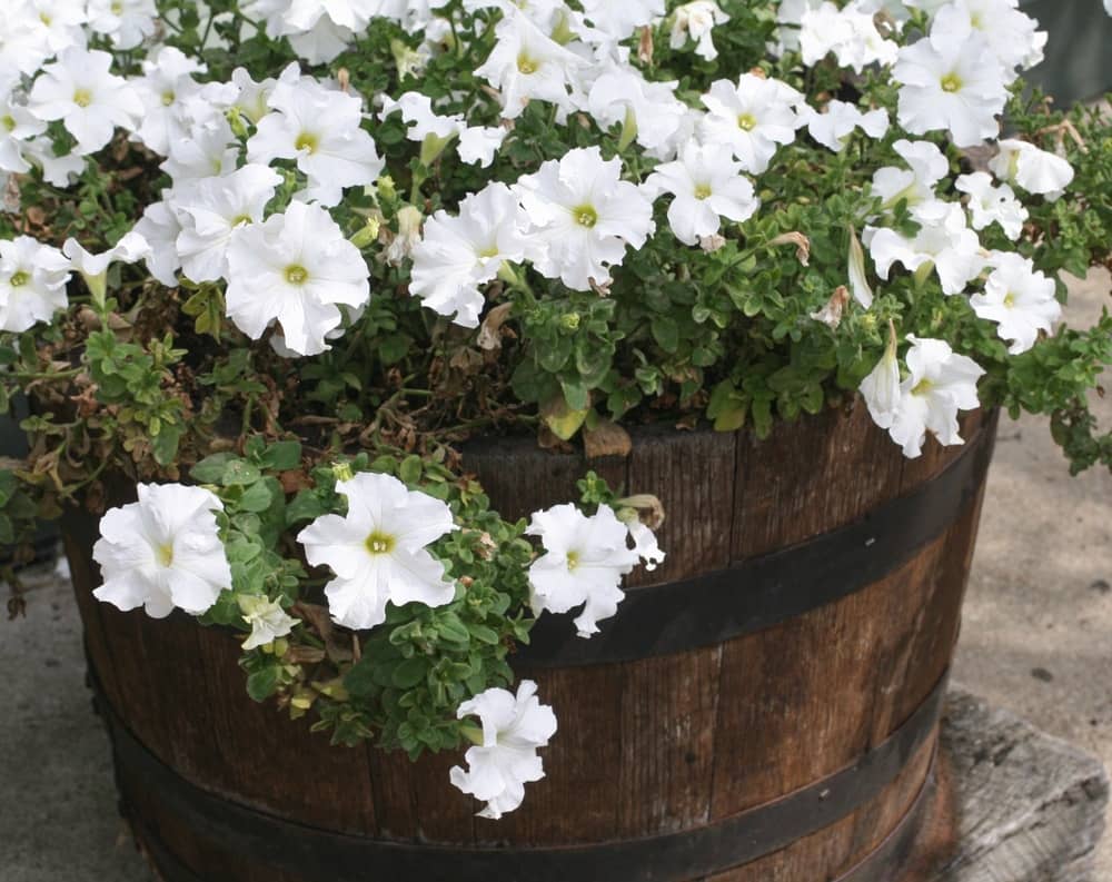 homeagro - Petunia Mixed Flower ( 50 Seeds )