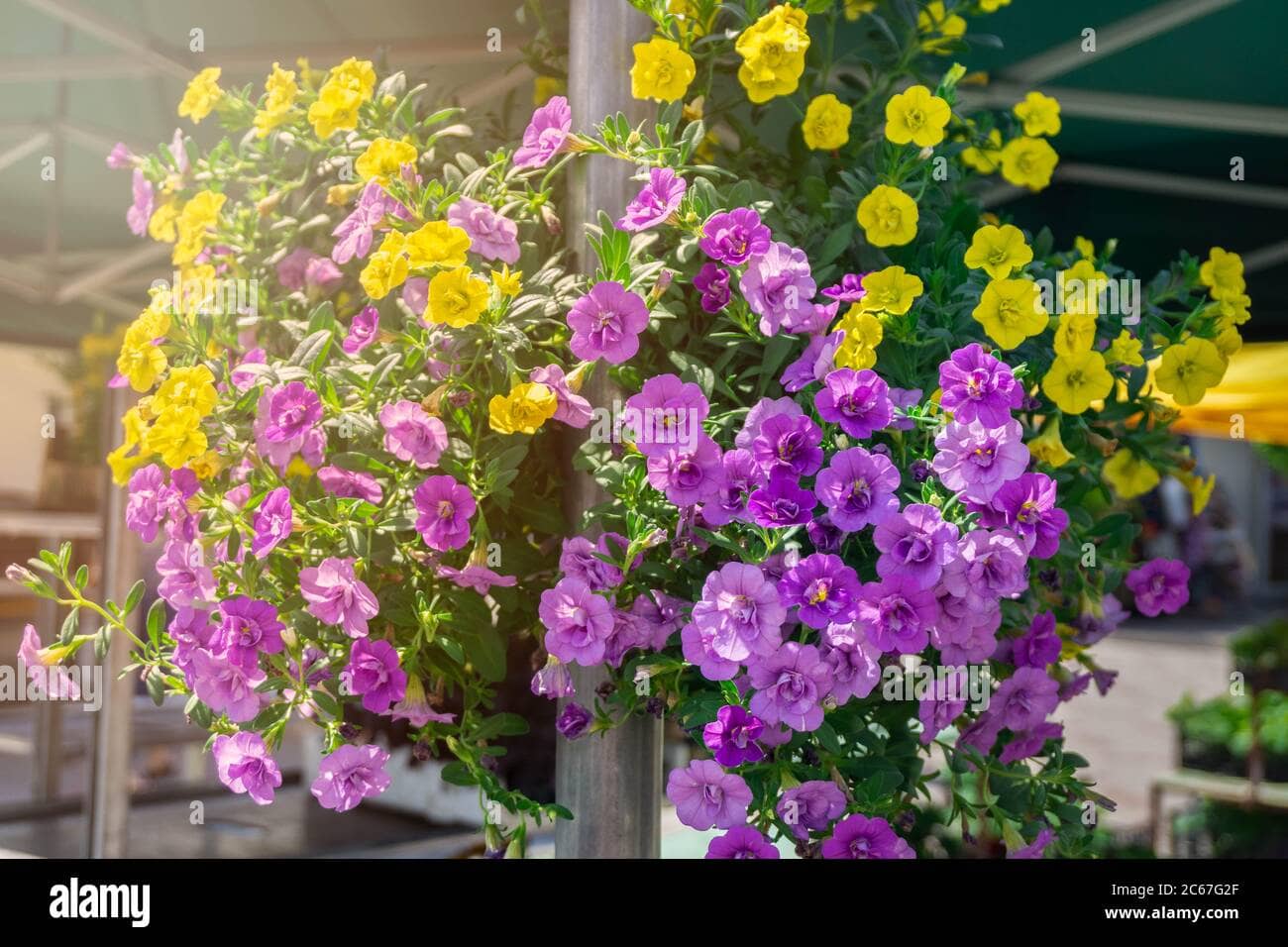 homeagro - Petunia Mixed Flower ( 50 Seeds )