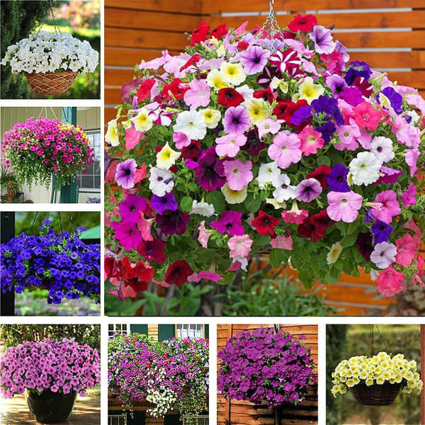 homeagro - Petunia Mixed Flower ( 50 Seeds )