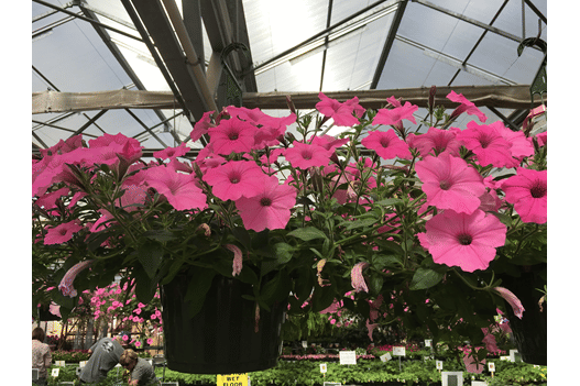 homeagro - Petunia Mixed Flower ( 50 Seeds )
