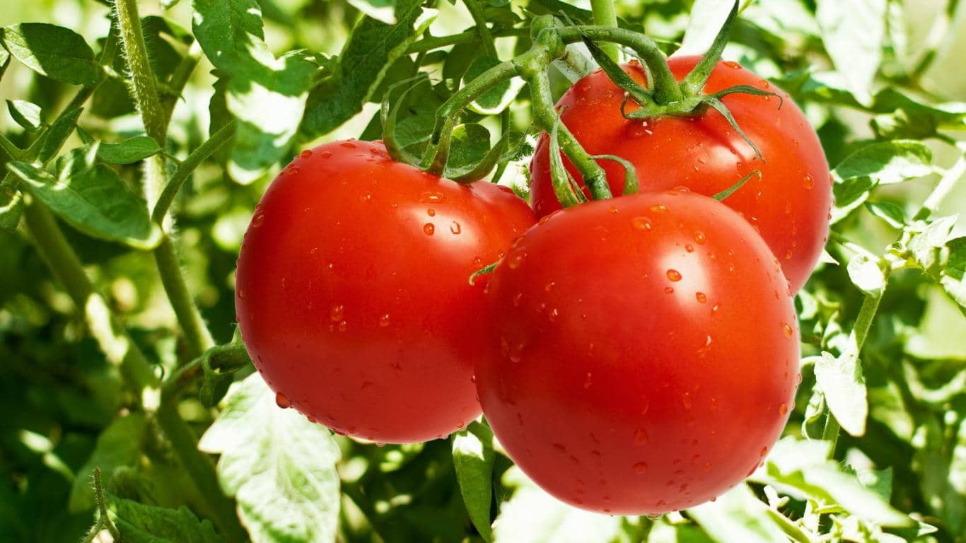homeagro - Tomato Vegetable ( 100 Seeds )