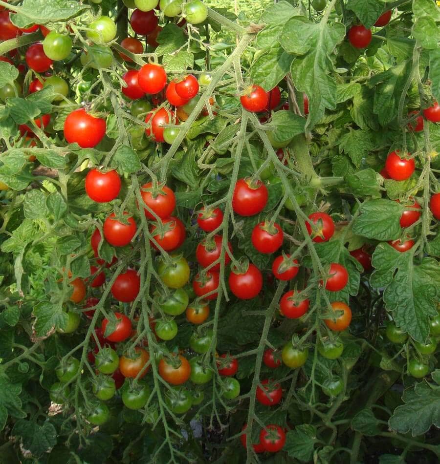 homeagro - Tomato Vegetable ( 100 Seeds )