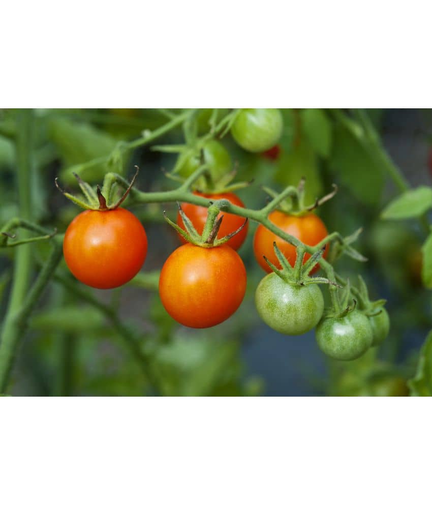 homeagro - Tomato Vegetable ( 100 Seeds )