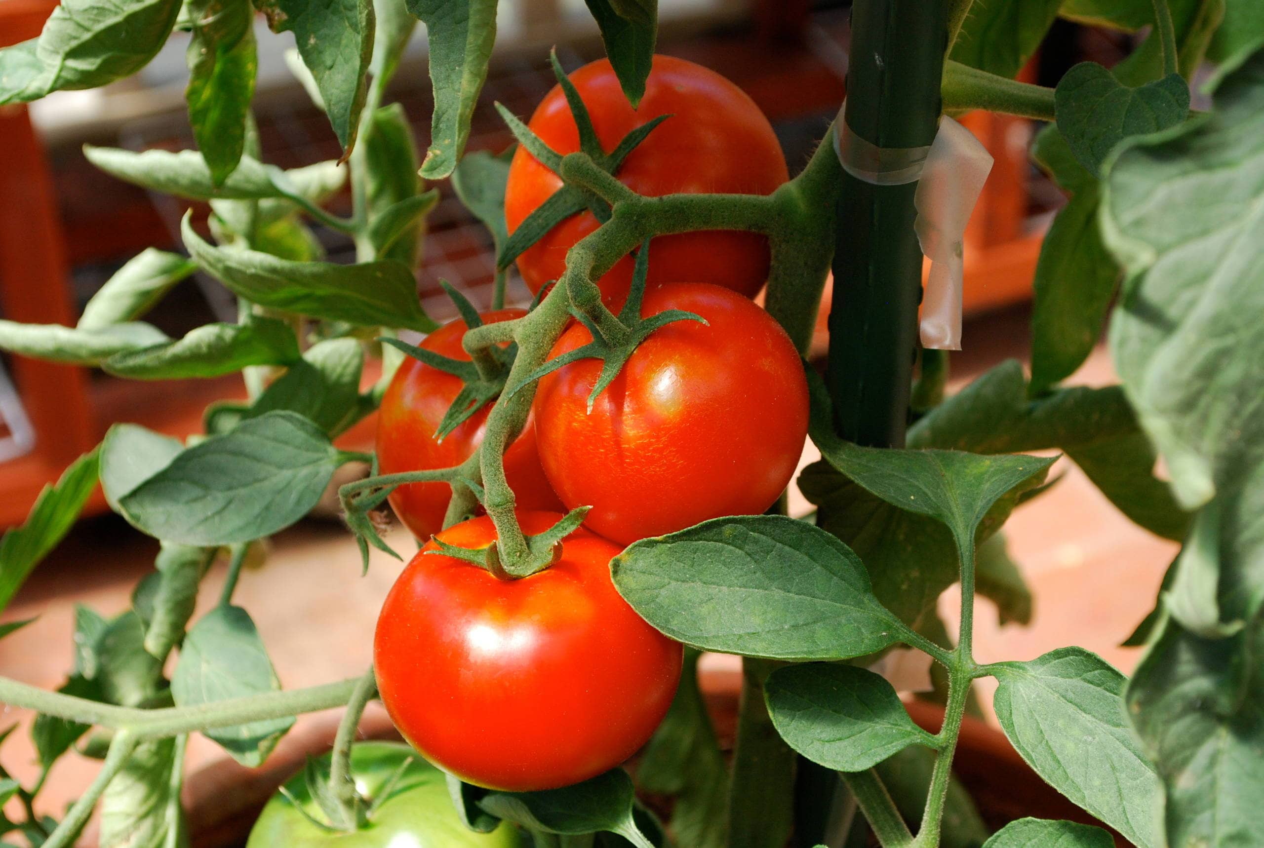 homeagro - Tomato Vegetable ( 100 Seeds )