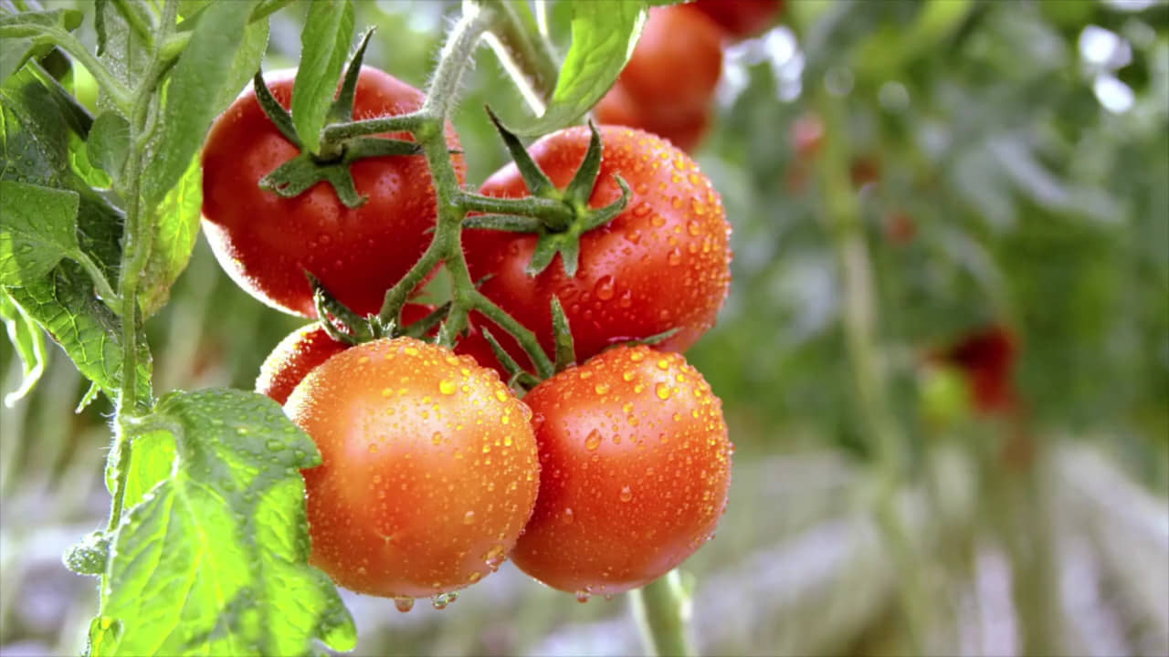 homeagro - Tomato Vegetable ( 100 Seeds )