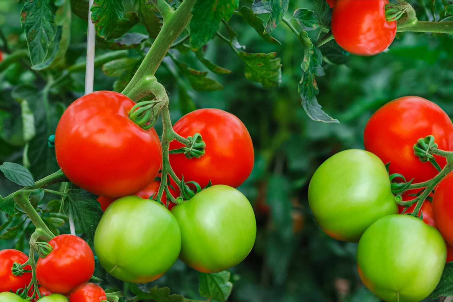homeagro - Tomato Vegetable ( 100 Seeds )
