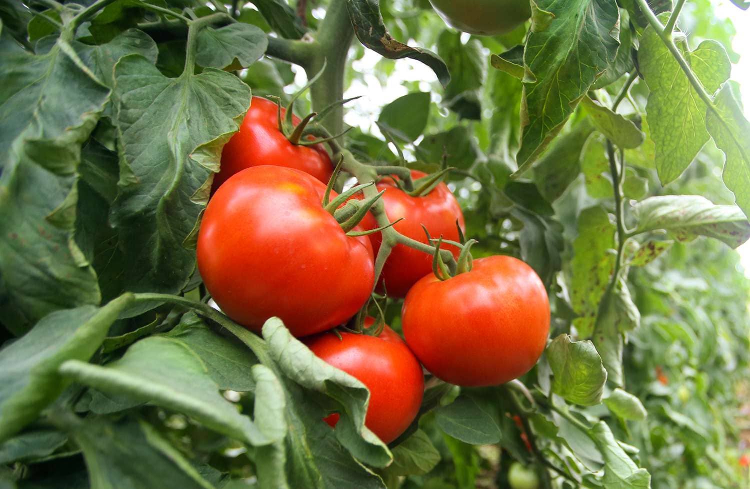 homeagro - Tomato Vegetable ( 100 Seeds )