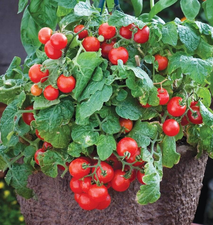 homeagro - Tomato Vegetable ( 100 Seeds )