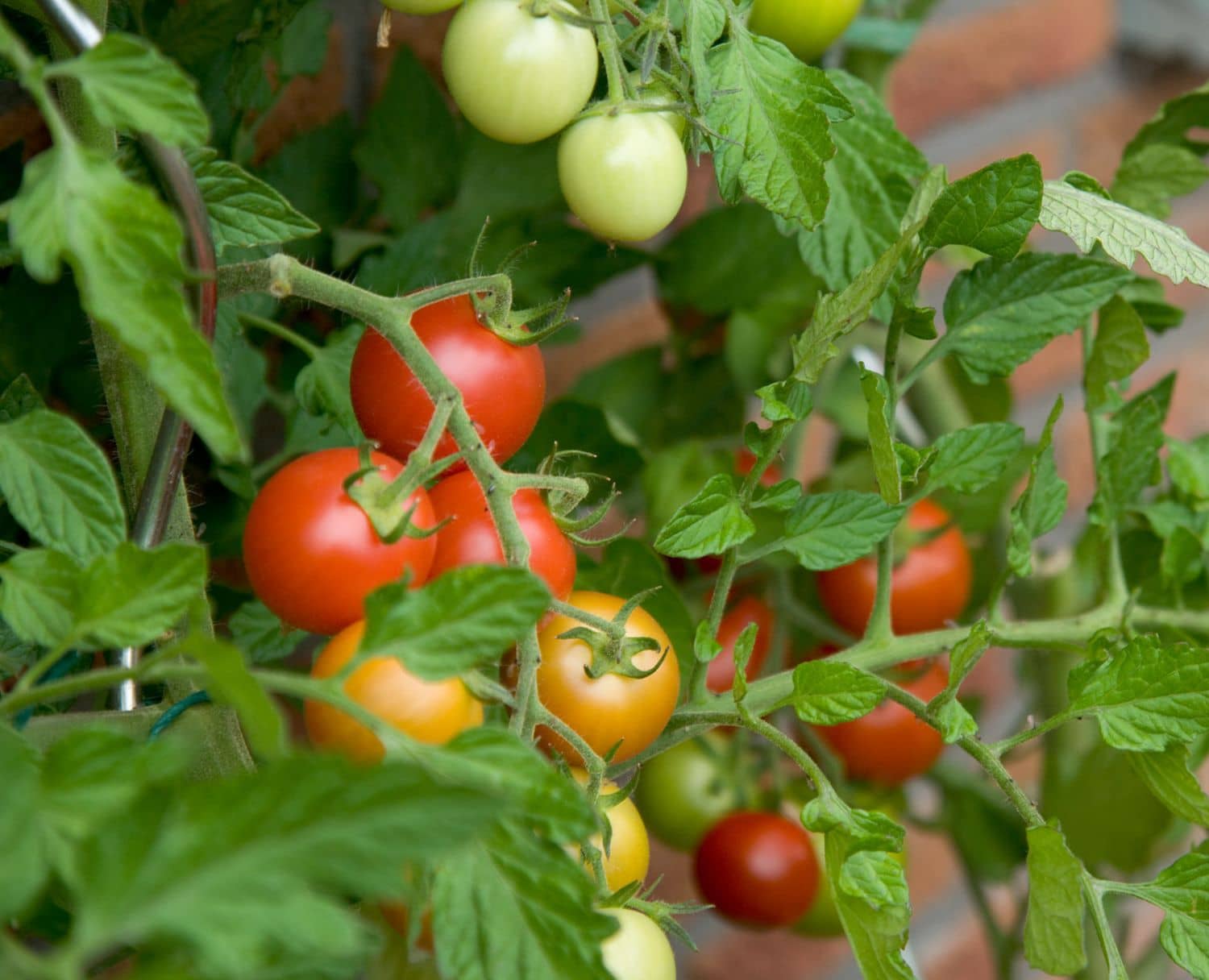 homeagro - Tomato Vegetable ( 100 Seeds )