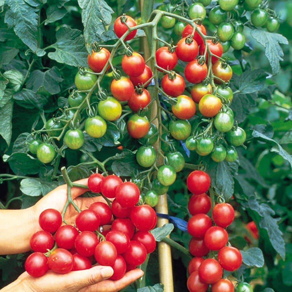 homeagro - Tomato Vegetable ( 100 Seeds )