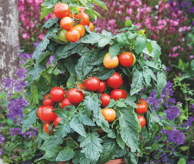 homeagro - Tomato Vegetable ( 100 Seeds )