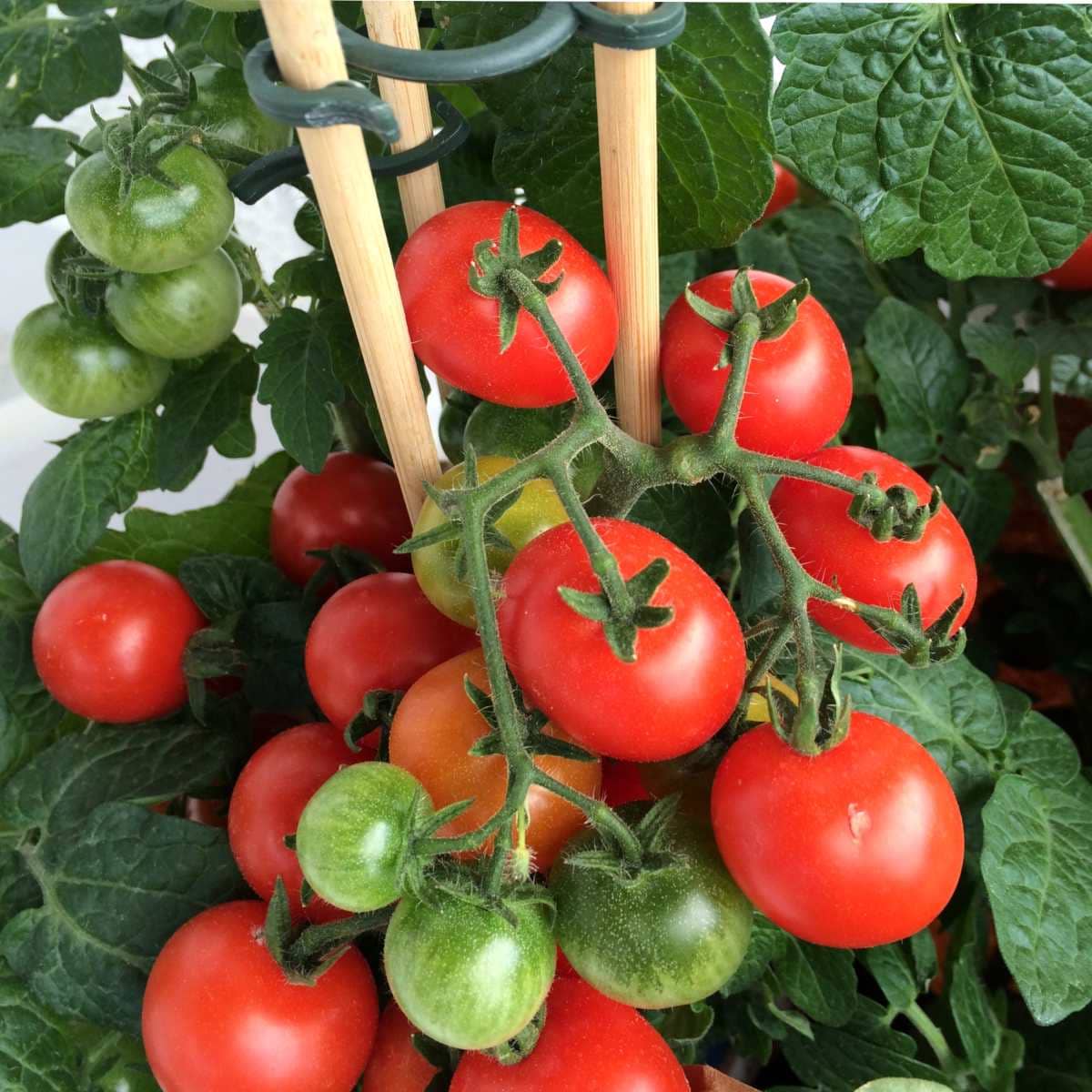homeagro - Tomato Vegetable ( 100 Seeds )