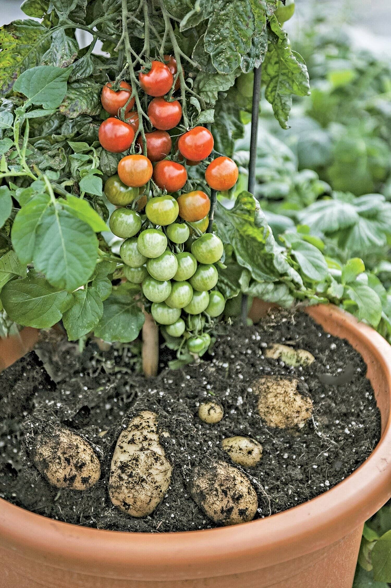 homeagro - Tomato Vegetable ( 100 Seeds )
