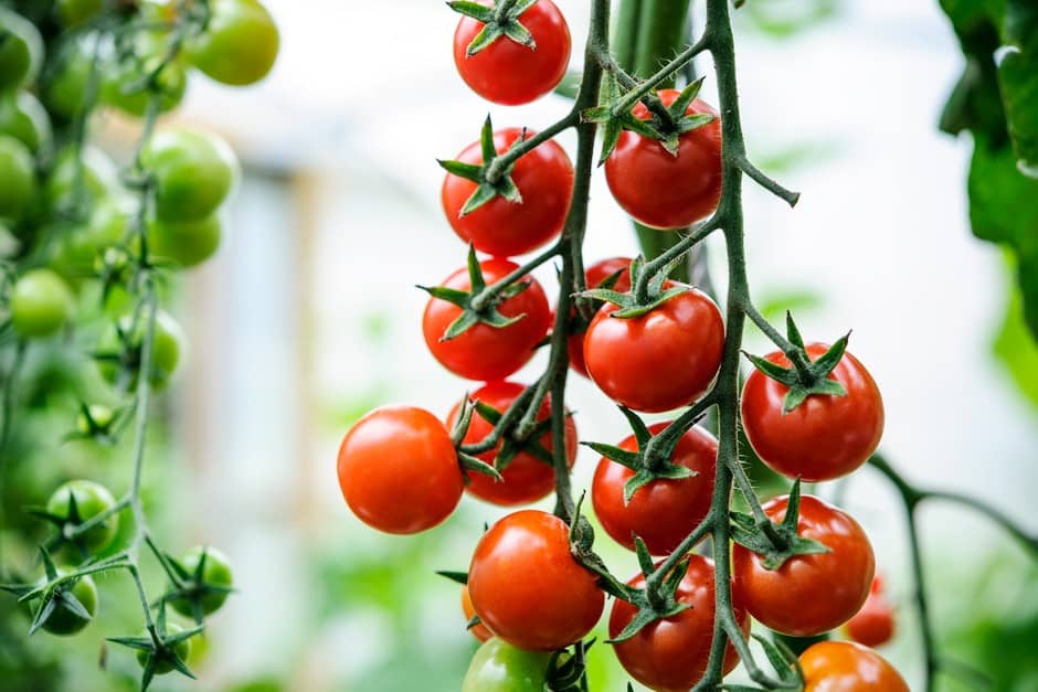 homeagro - Tomato Vegetable ( 100 Seeds )