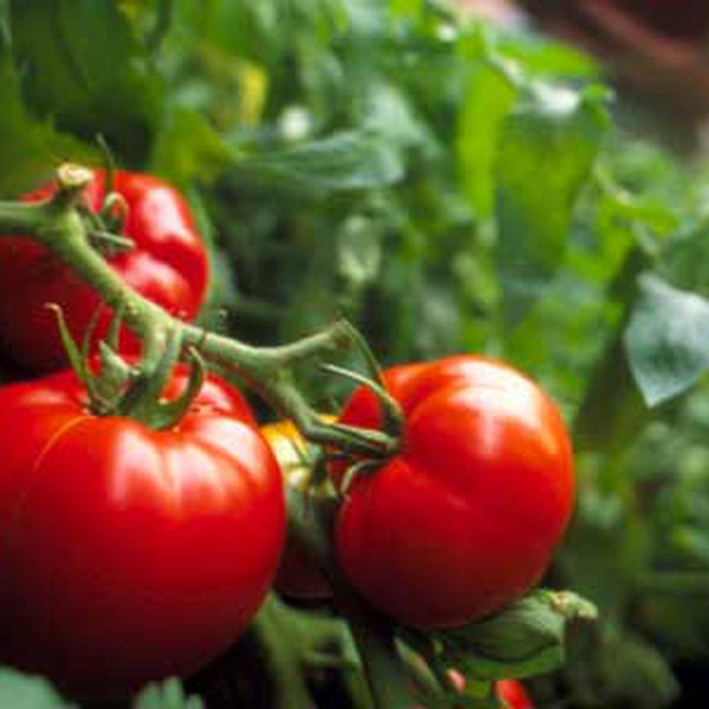     			homeagro - Tomato Vegetable ( 100 Seeds )