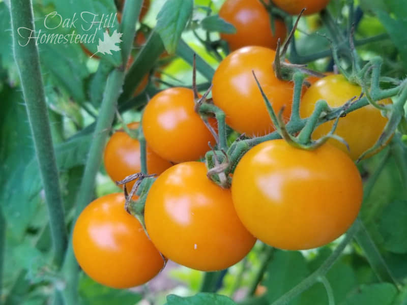 homeagro - Tomato Vegetable ( 100 Seeds )
