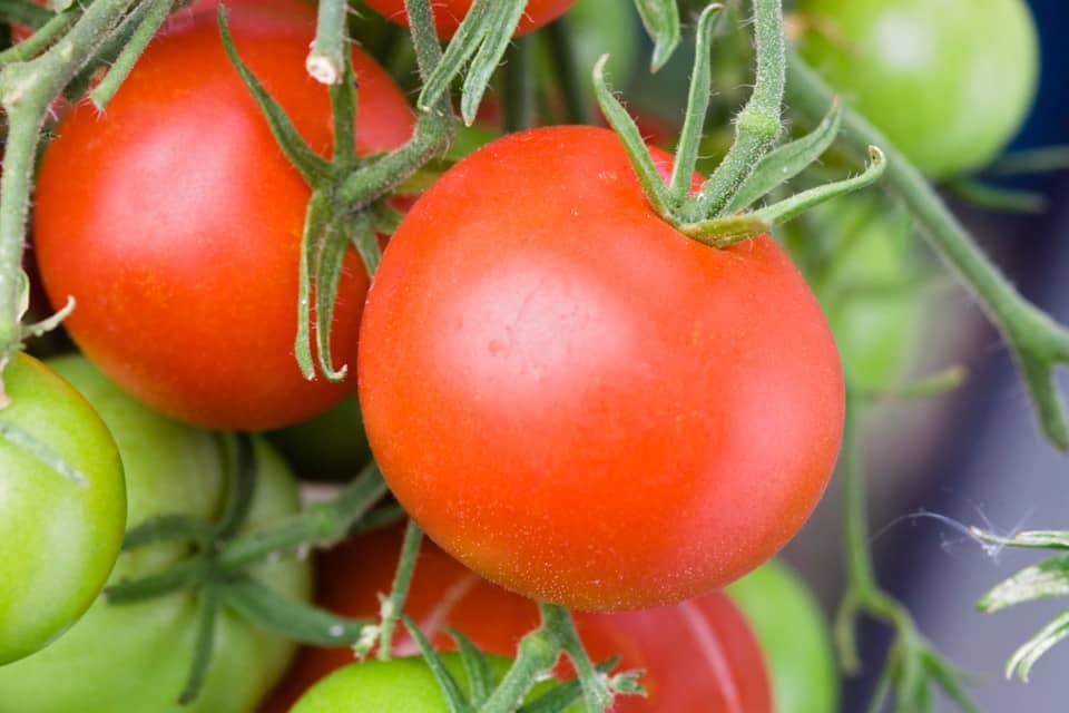 homeagro - Tomato Vegetable ( 100 Seeds )