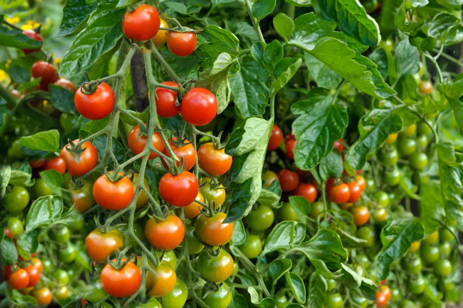 homeagro - Tomato Vegetable ( 100 Seeds )