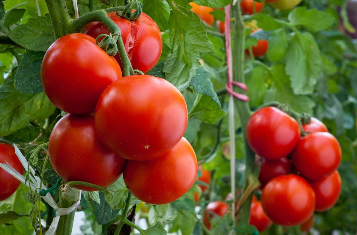     			homeagro - Tomato Vegetable ( 100 Seeds )