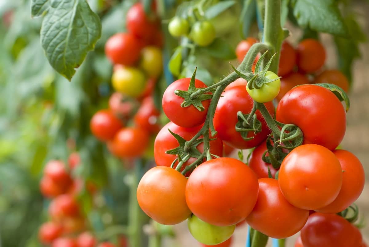 homeagro - Tomato Vegetable ( 100 Seeds )