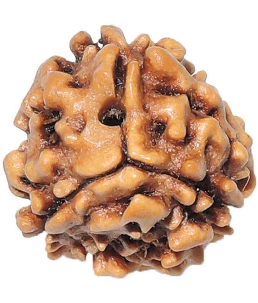     			DvR ClicK - 3 Mukhi Rudraksha Bead ( Pack of 1 )
