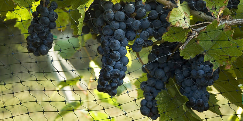 homeagro - Black Grape Fruit ( 20 Seeds )