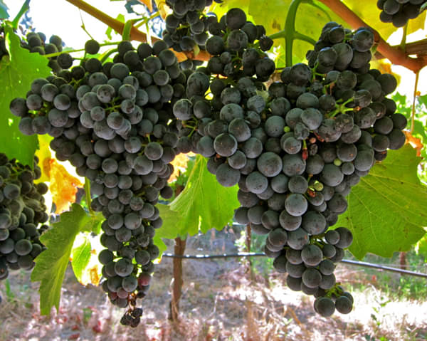     			homeagro - Black Grape Fruit ( 20 Seeds )