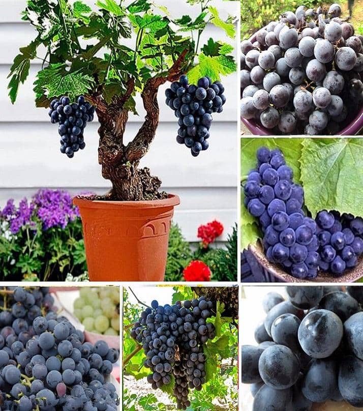 homeagro - Black Grape Fruit ( 20 Seeds )