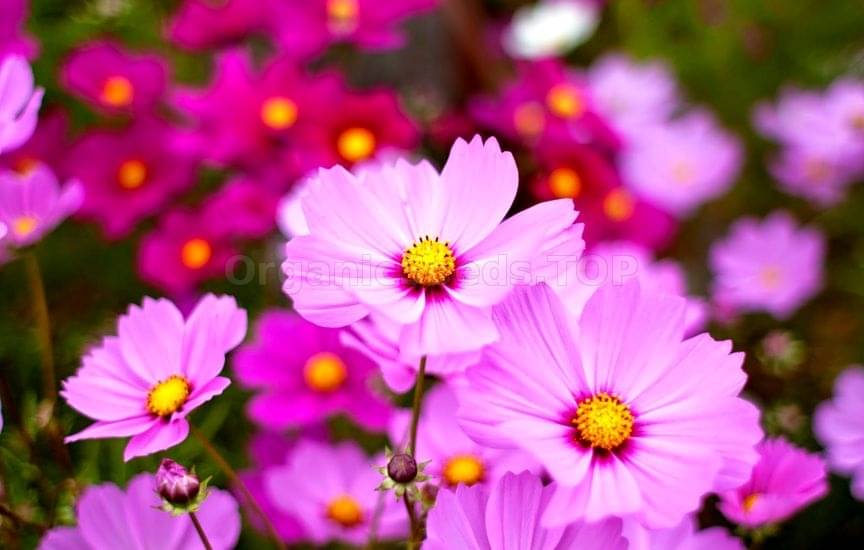     			homeagro - Cosmos Mixed Flower ( 20 Seeds )
