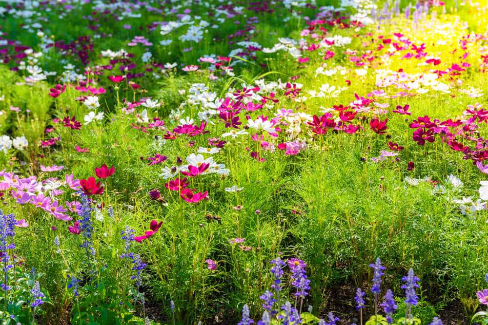 homeagro - Cosmos Mixed Flower ( 20 Seeds )