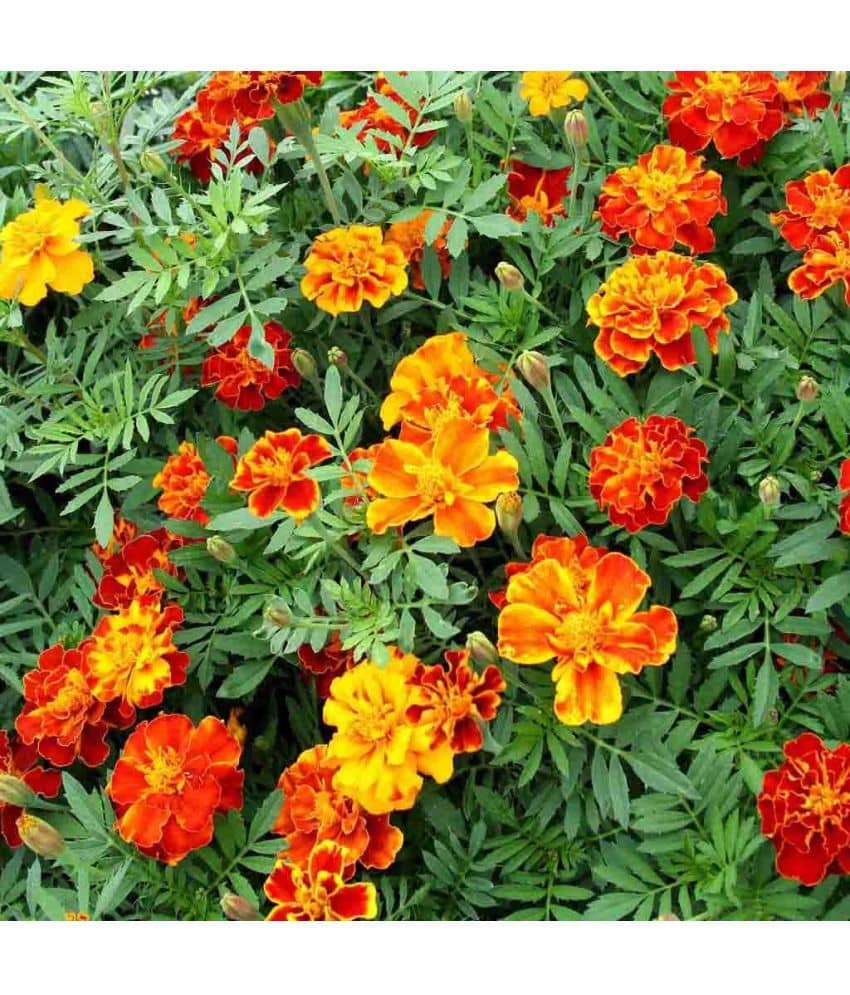 homeagro - Marigold Flower ( 50 Seeds )