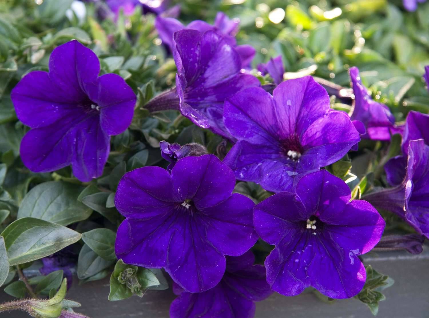     			homeagro - Petunia Mixed Flower ( 50 Seeds )