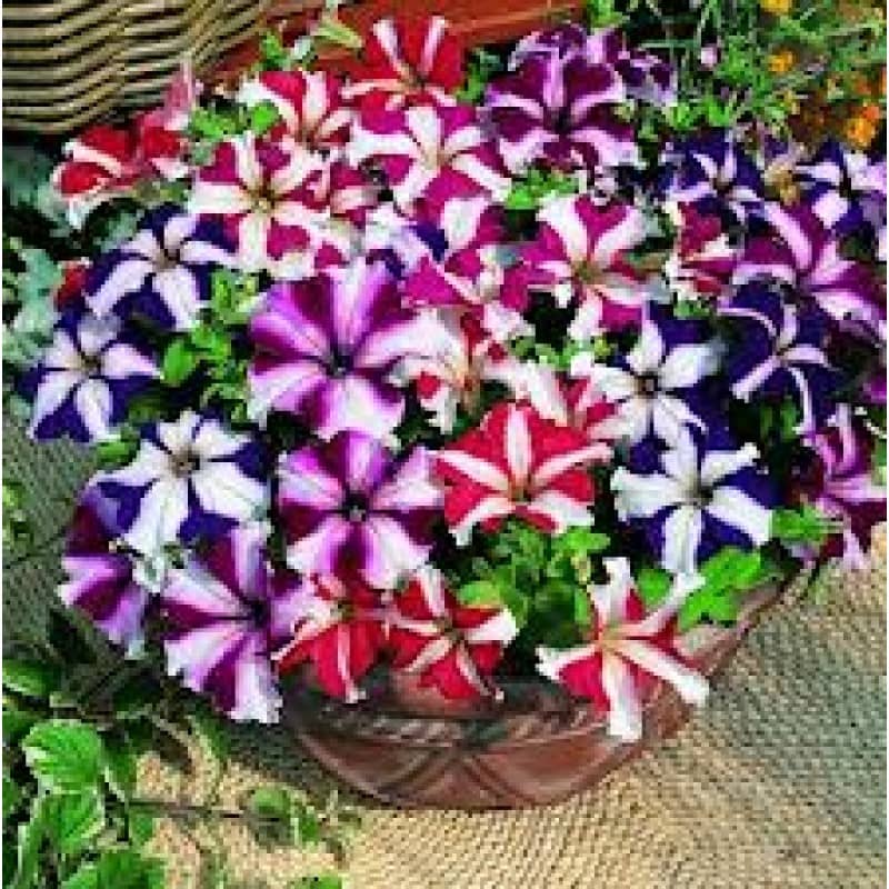 homeagro - Petunia Mixed Flower ( 50 Seeds )