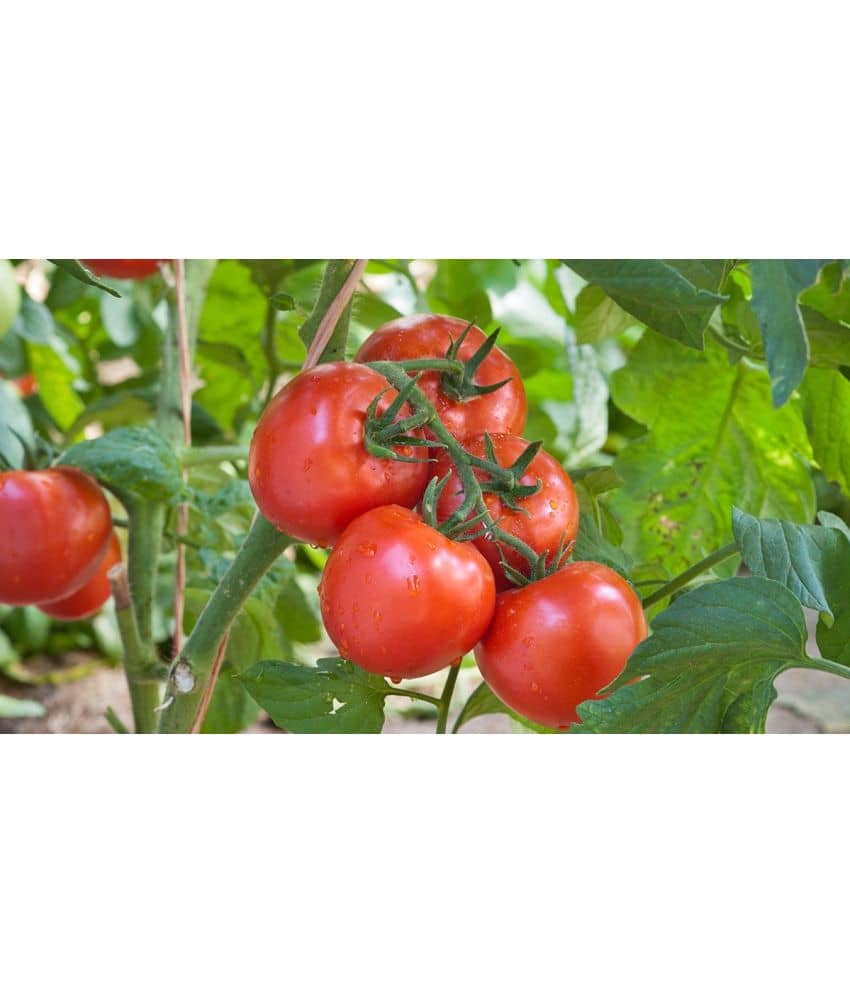 homeagro - Tomato Vegetable ( 100 Seeds )