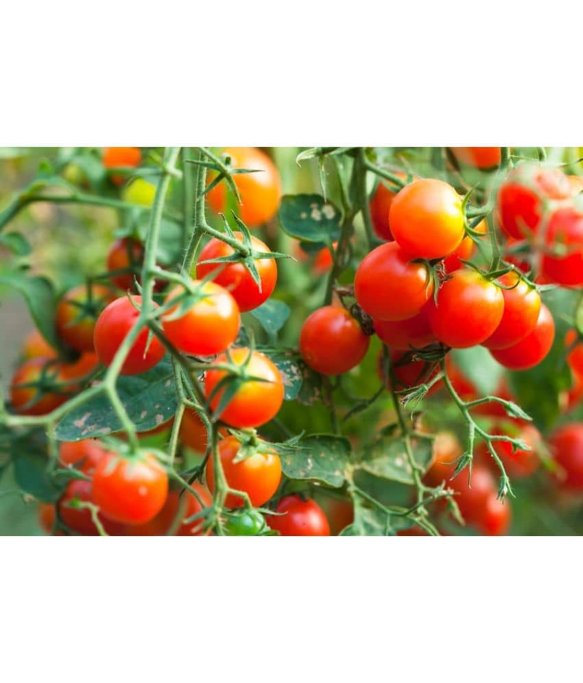 homeagro - Tomato Vegetable ( 100 Seeds )