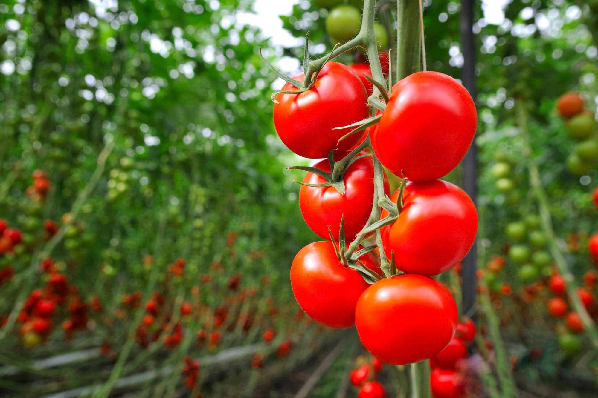 homeagro - Tomato Vegetable ( 100 Seeds )