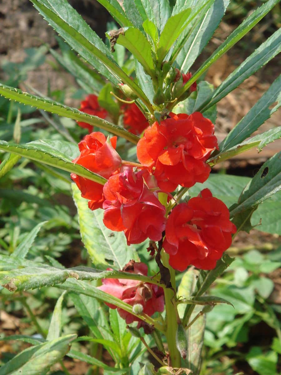 homeagro - Balsam Mixed Flower ( 20 Seeds )