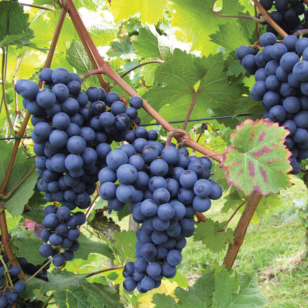 homeagro - Black Grape Fruit ( 20 Seeds )