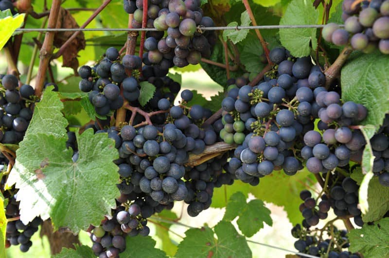 homeagro - Black Grape Fruit ( 20 Seeds )