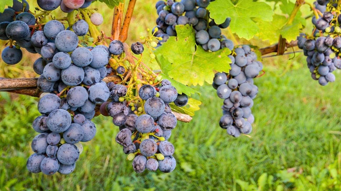     			homeagro - Black Grape Fruit ( 20 Seeds )