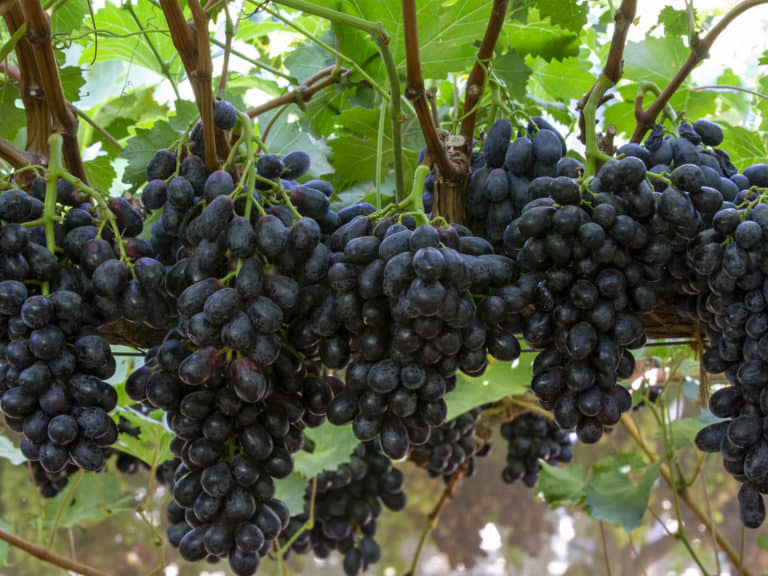 homeagro - Black Grape Fruit ( 20 Seeds )