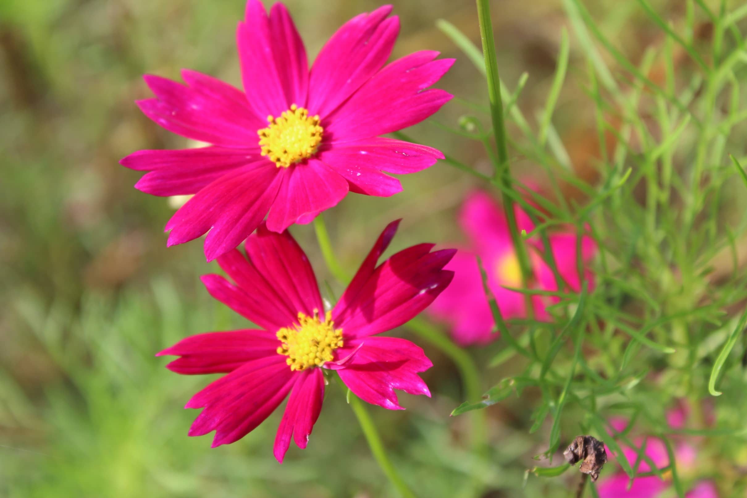 homeagro - Cosmos Mixed Flower ( 20 Seeds )