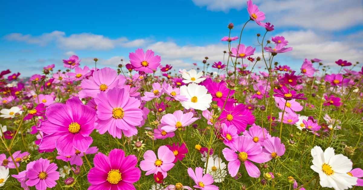     			homeagro - Cosmos Mixed Flower ( 20 Seeds )