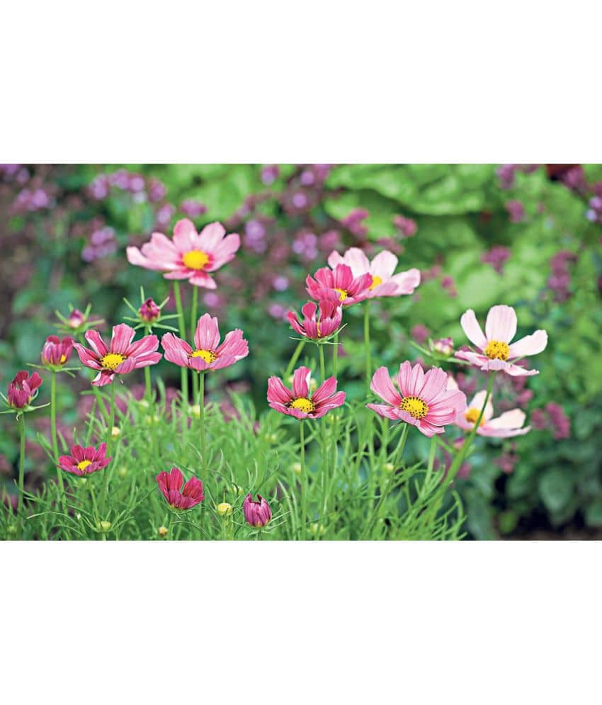 homeagro - Cosmos Mixed Flower ( 20 Seeds )