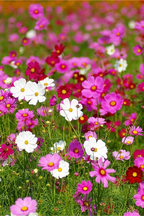     			homeagro - Cosmos Mixed Flower ( 20 Seeds )